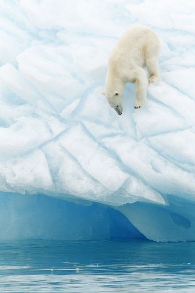 Polar bear, Svalbard