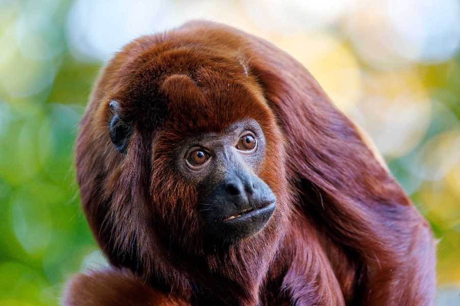 Red Howler Monkey