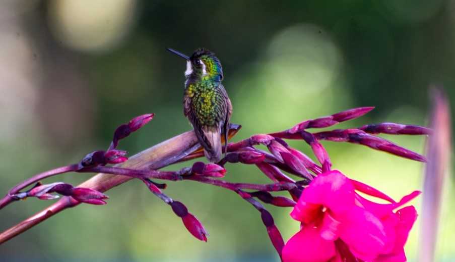 Rancho Naturalista, Hummingbird 