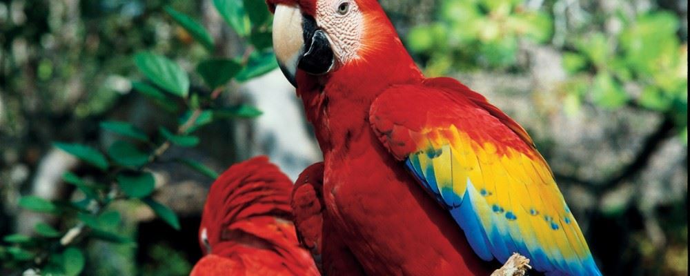 Birdwatching holidays in Guatemala