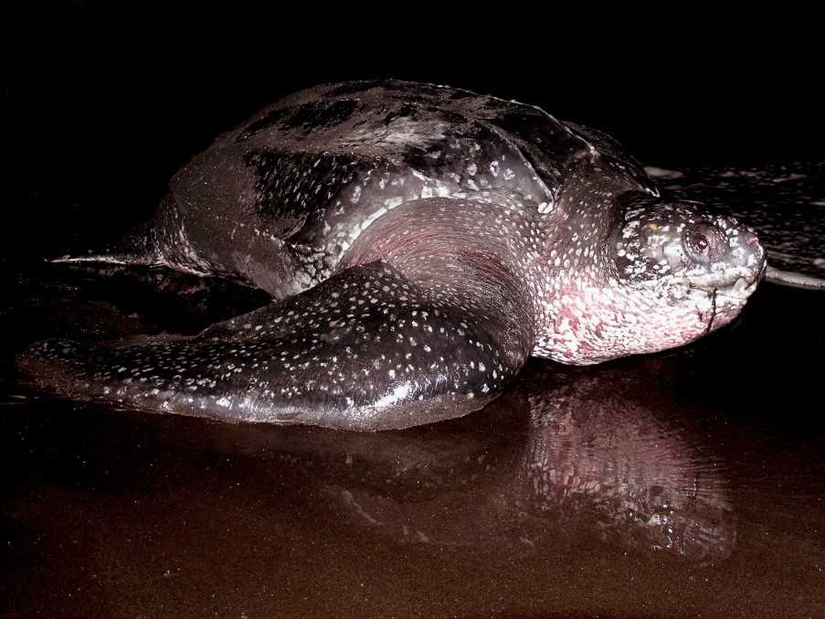 Leatherback turtle, Rosalie Bay
