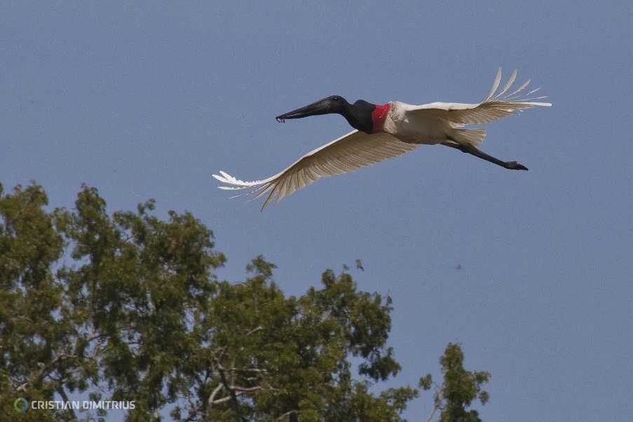 Northern Pantanal Cruise