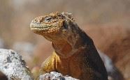 Iguana, Galapagos Islands