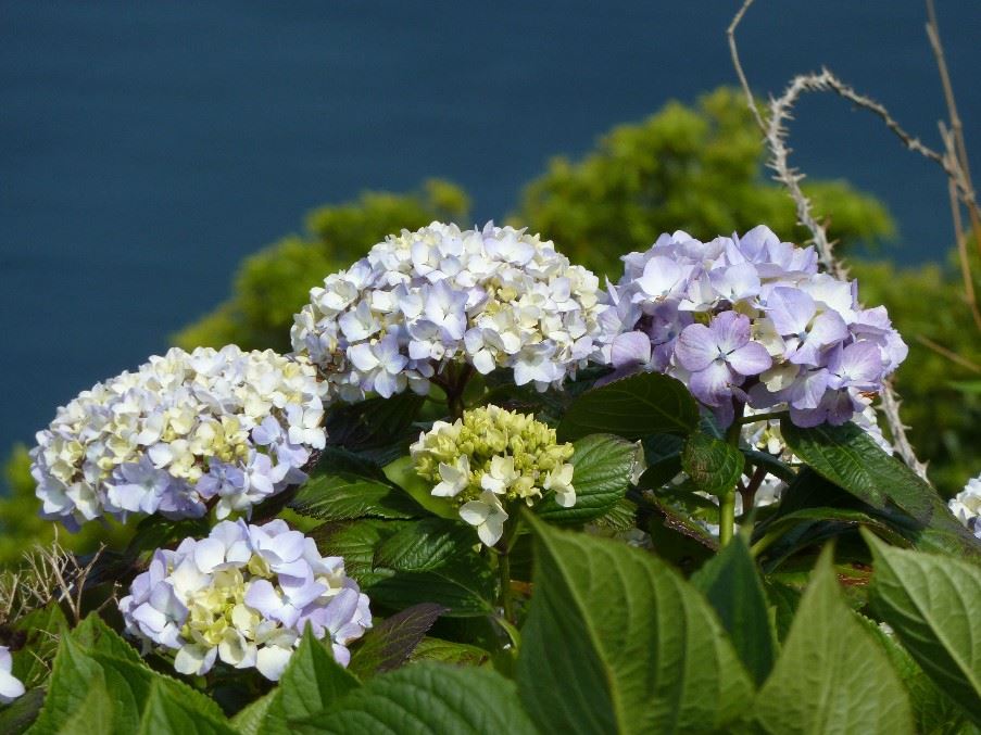 Sao Jorge, The Azores