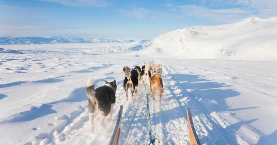 Winter landscape with pack of Huskies pulling a sledge.