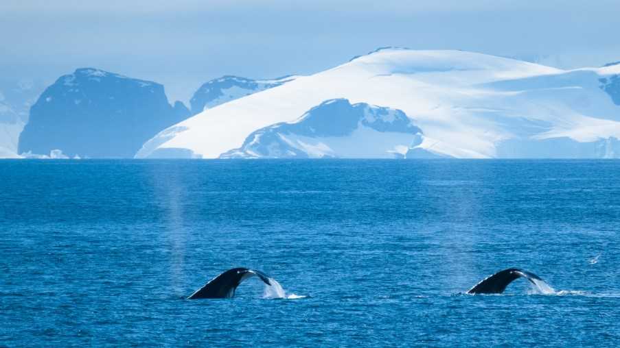 Whales in Antarctica