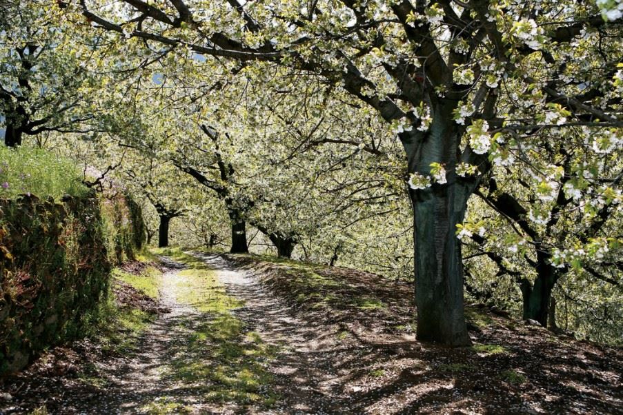 The Jerte Valley, Extremadura, Spain