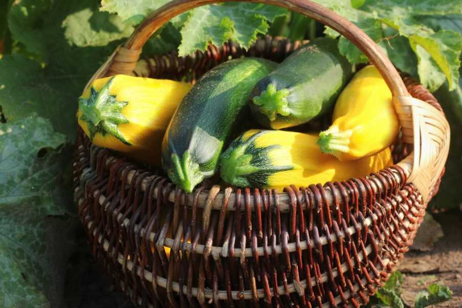 Basket of courgettes