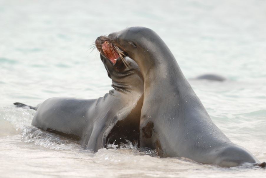 Sea Lion, Galapagos