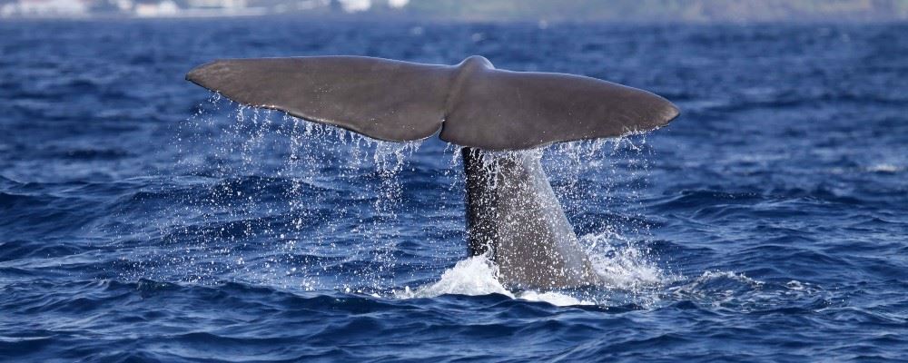 Whale Watching, The Azores