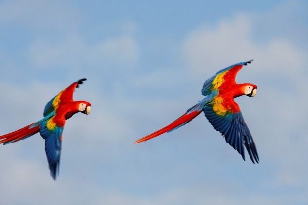 Birdwatching, Costa Rica