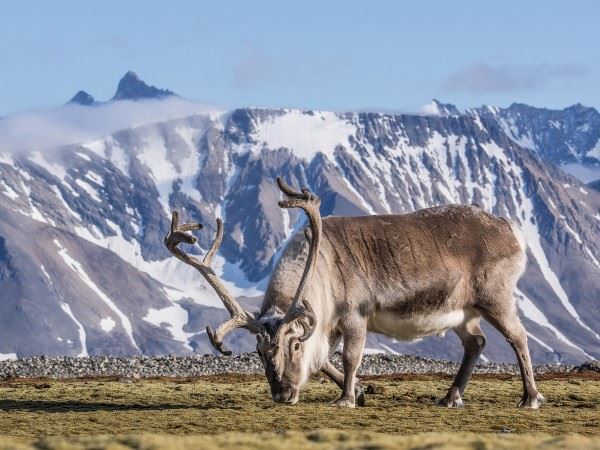 Wild reindeer - Svalbard