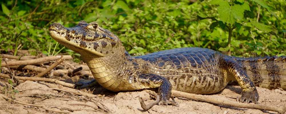 Cayman, The Pantanal