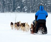 Dog Sled Tour, Kirkenes