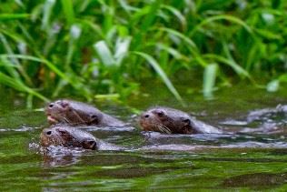 Giant otters, Amazon Basin