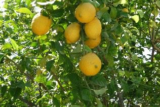 Sicilian lemons