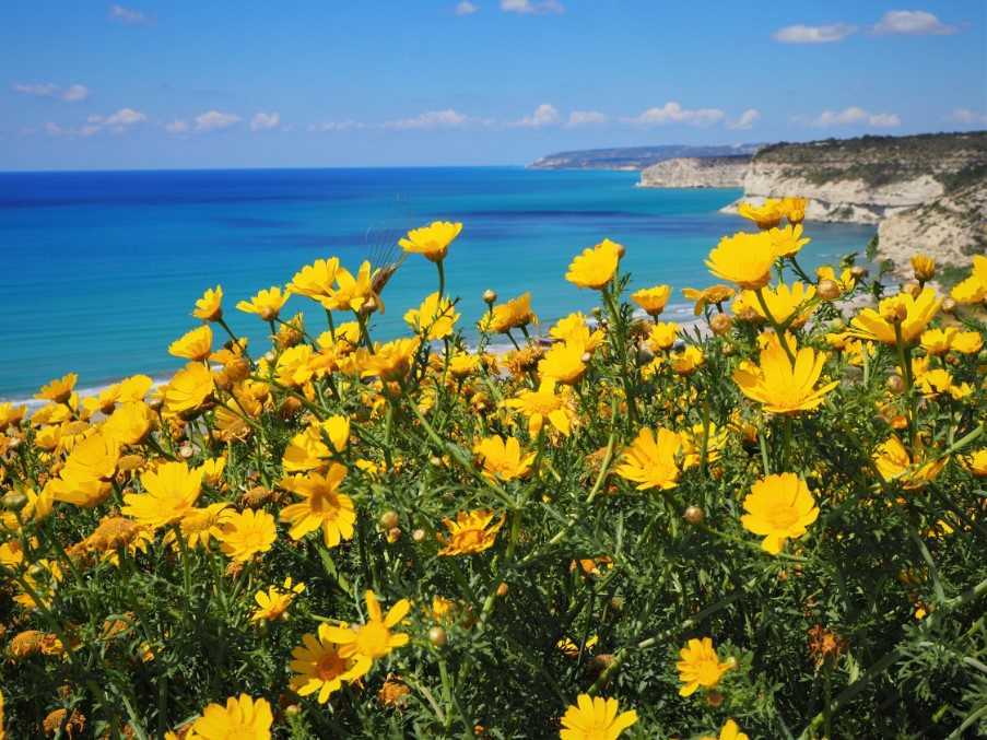 Cyprus wildflowers