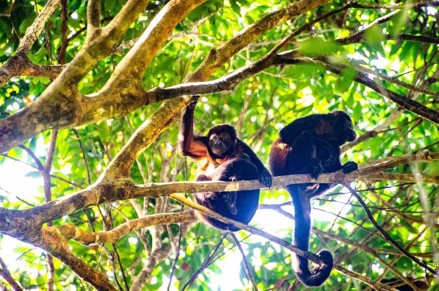 Howler monkeys, Corcovado National Park