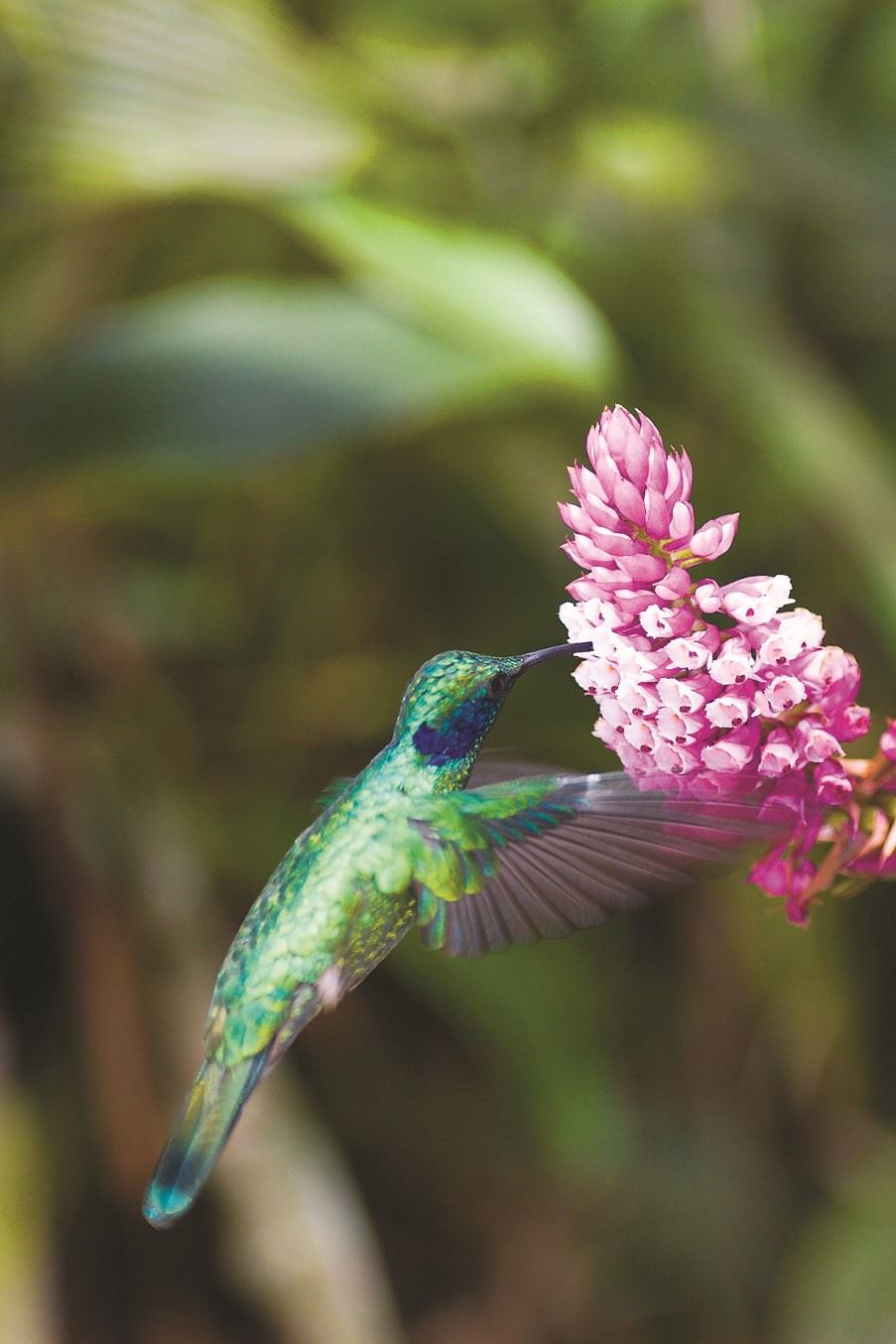 Hummingbirds