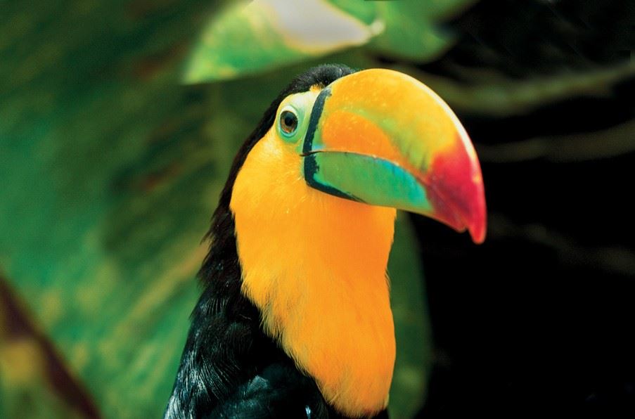 Toucan, Costa Rica