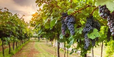 Vineyards, Alentejo