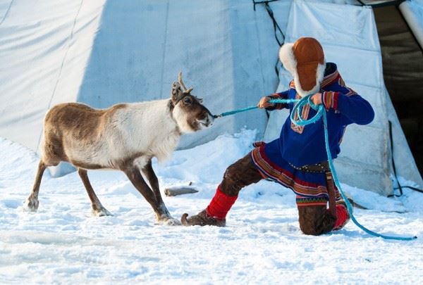  Kirkenes Reindeer