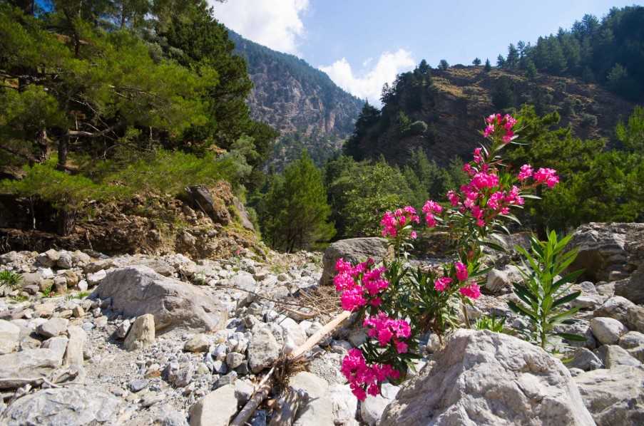 Spring wildflowers on Crete