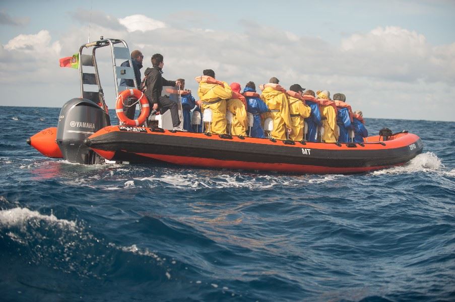 Whale and Dolphin watching, Sao Miguel, Azores