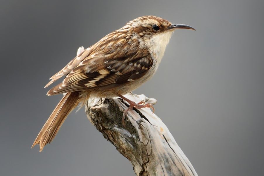 Short-toed treecreeper