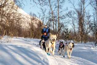 Dog-sledding with huskies