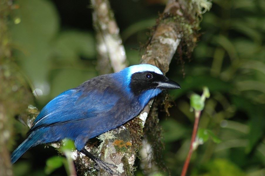 Jay, Bellavista Reserve, Ecuador