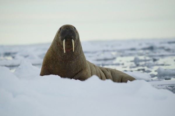 Atlantic walrus, Rosmarus, Svalbard