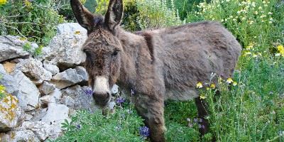 Donkey, Amorgos