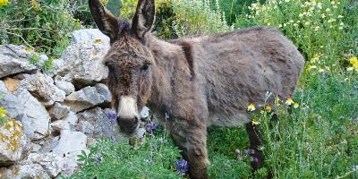 Donkey, Amorgos