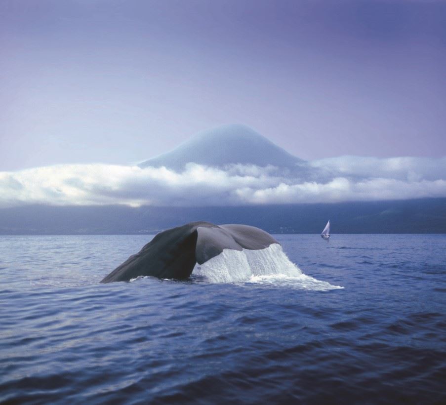 Whale watching, The Azores