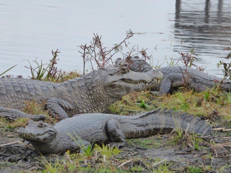 Caiman, Ibera wetlands