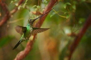 Sword billed hummingbird, Ecuador