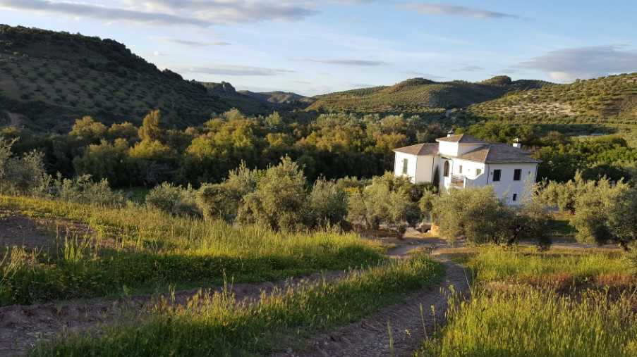 Olive groves, Subbetica