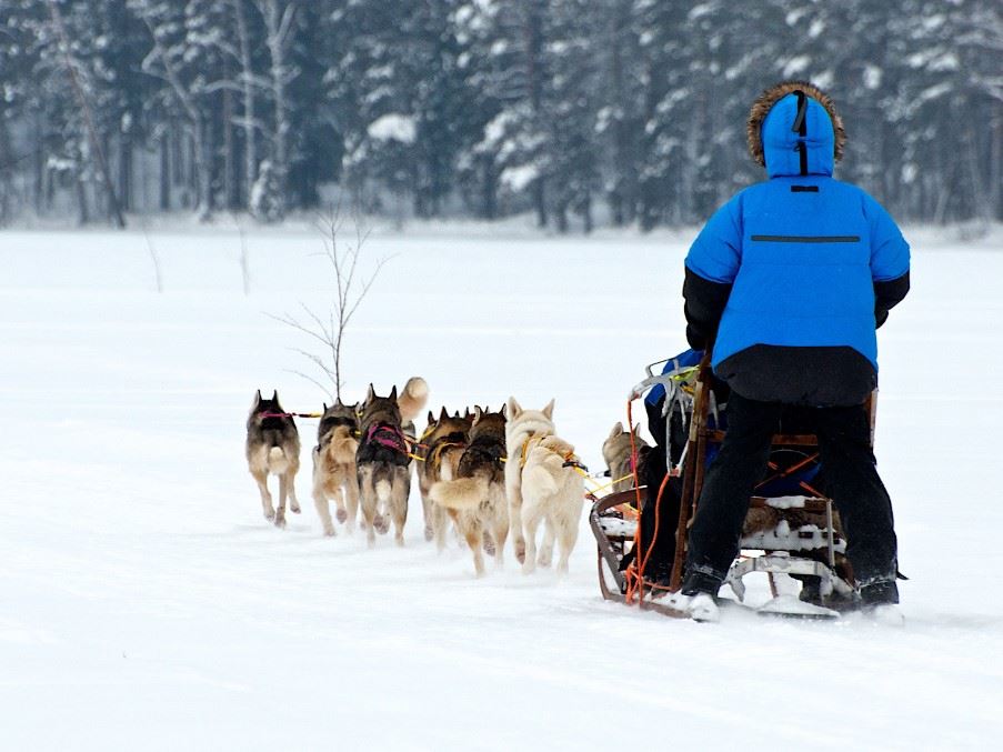 Dog sled tour, Swedish Lapland