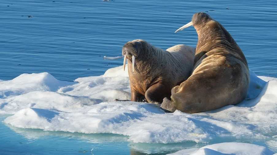 Walrus, Ice edge attempt, Svalbard