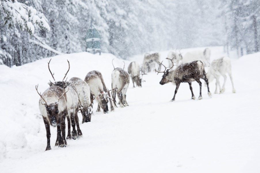 Reindeer, Swedish Lapland