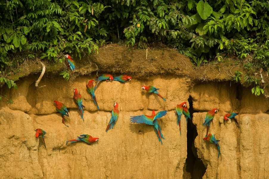 Macaw 'lick' - eating the clay