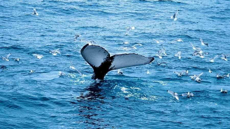 Whale, Svalbard