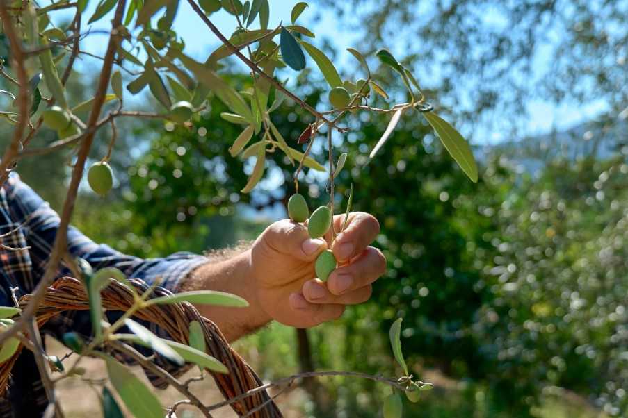 Olive grove