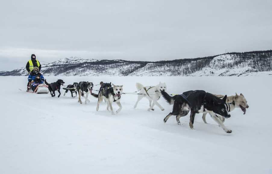 Dog Sled Tour, Kirkenes