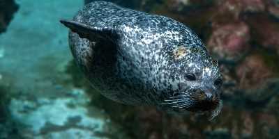 Monk seal