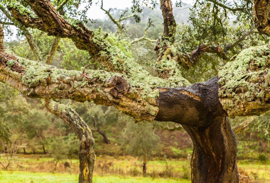 Majestic cork tree, Alentejo