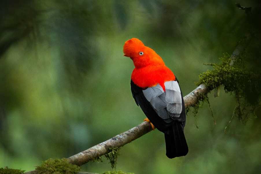 The Andean cock-of-the-rock
