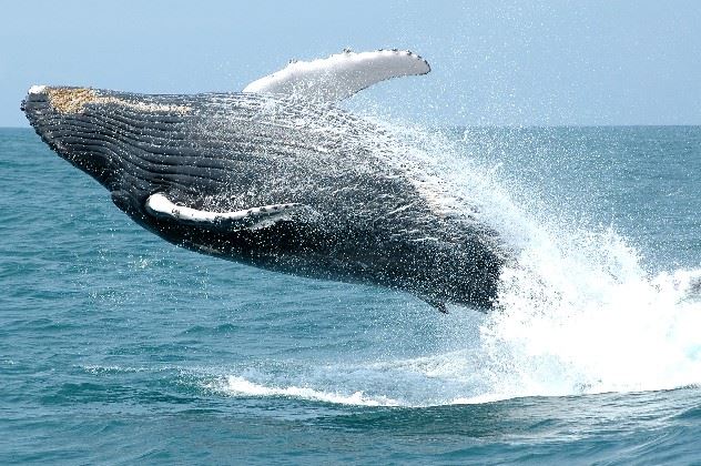 Whale and Dolphing watching