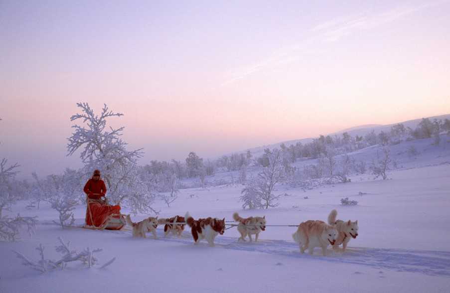 Dog-sledding in Tromso, Northern Norway